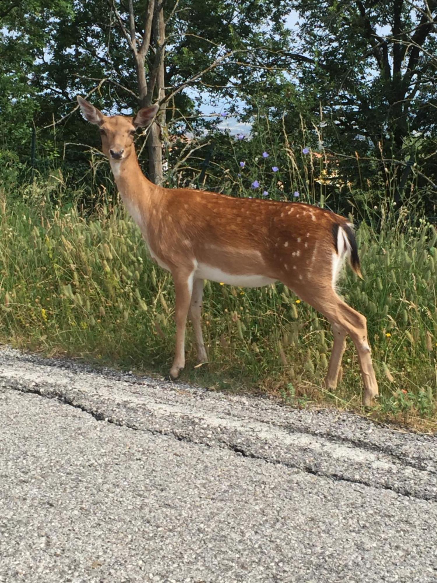 B&B Il Sentiero Dei Goti Monte Grimano Terme Exteriör bild
